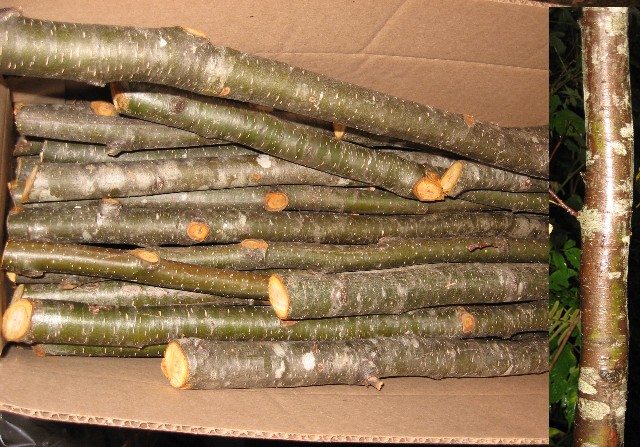 Alder Logs 36 Inches Long 1.5 to 3 Inches Wide